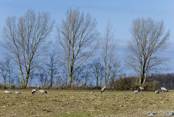 Kranich, Grauer Kranich, Grus grus, Kraniche  (Gruidae), Tiere auf Wiese, gehen, äsen, wild and controlled, Groß Mohrdorf, Deutschland