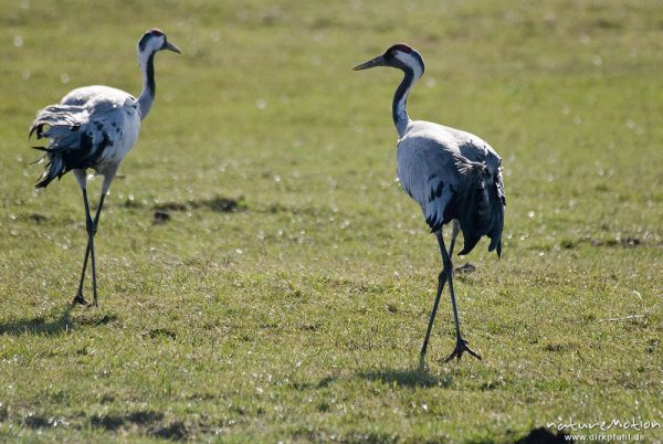 Kranich, Grauer Kranich, Grus grus, Kraniche  (Gruidae), Tiere auf Wiese, gehen, äsen, wild and controlled, Groß Mohrdorf, Deutschland