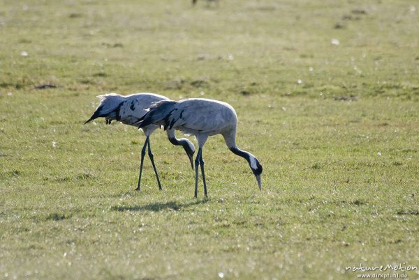 Kranich, Grauer Kranich, Grus grus, Kraniche  (Gruidae), Tiere auf Wiese, gehen, äsen, wild and controlled, Groß Mohrdorf, Deutschland