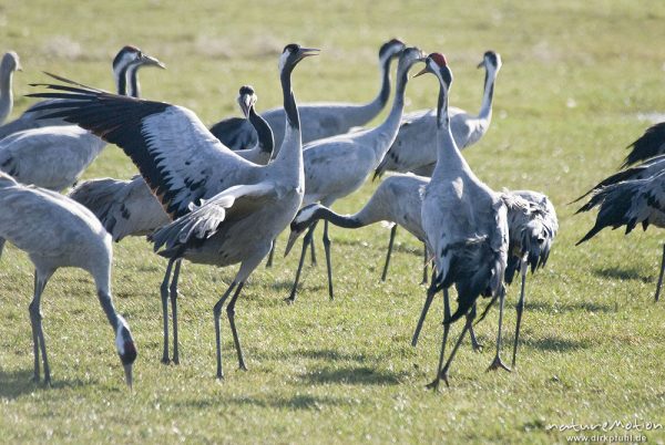 Kranich, Grauer Kranich, Grus grus, Kraniche  (Gruidae), Tanz, Streit, zwei Tiere hüpfen und fliegen auf der Stelle, wild and controlled, Groß Mohrdorf, Deutschland