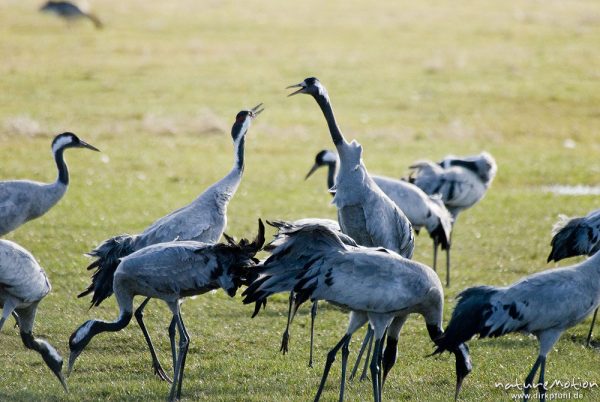 Kranich, Grauer Kranich, Grus grus, Kraniche  (Gruidae), Tanz, Streit, zwei Tiere hüpfen und fliegen auf der Stelle, wild and controlled, Groß Mohrdorf, Deutschland