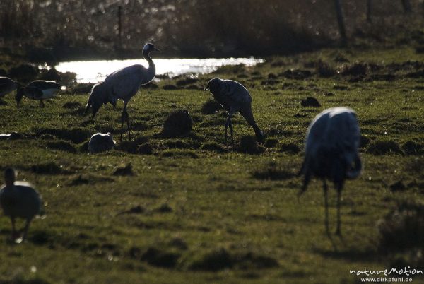 Kranich, Grauer Kranich, Grus grus, Kraniche  (Gruidae), Tiere auf Wiese, gehen, äsen, wild and controlled, Groß Mohrdorf, Deutschland