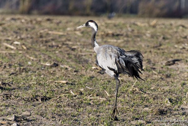 Kranich, Grauer Kranich, Grus grus, Kraniche  (Gruidae), Tiere auf Wiese, gehen, äsen, wild and controlled, Groß Mohrdorf, Deutschland