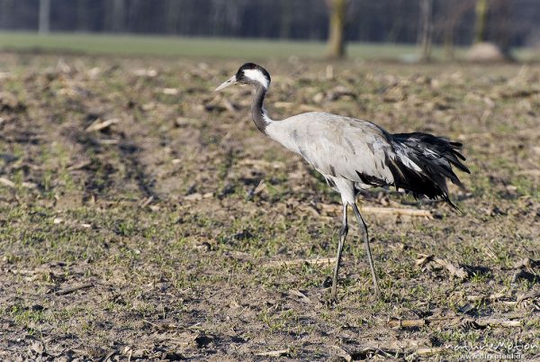 Kranich, Grauer Kranich, Grus grus, Kraniche  (Gruidae), Tiere auf Wiese, gehen, äsen, wild and controlled, Groß Mohrdorf, Deutschland