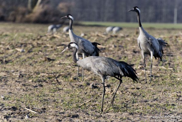 Kranich, Grauer Kranich, Grus grus, Kraniche  (Gruidae), Tiere auf Wiese, gehen, äsen, wild and controlled, Groß Mohrdorf, Deutschland