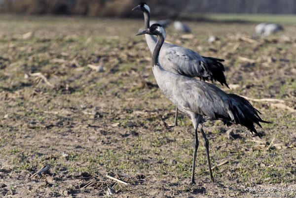 Kranich, Grauer Kranich, Grus grus, Kraniche  (Gruidae), Tiere auf Wiese, gehen, äsen, wild and controlled, Groß Mohrdorf, Deutschland