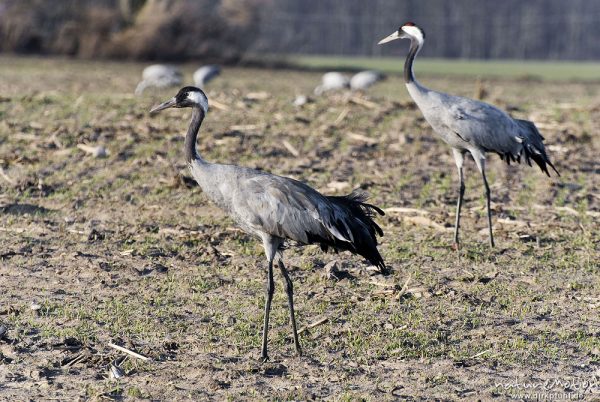 Kranich, Grauer Kranich, Grus grus, Kraniche  (Gruidae), Tiere auf Wiese, gehen, äsen, wild and controlled, Groß Mohrdorf, Deutschland