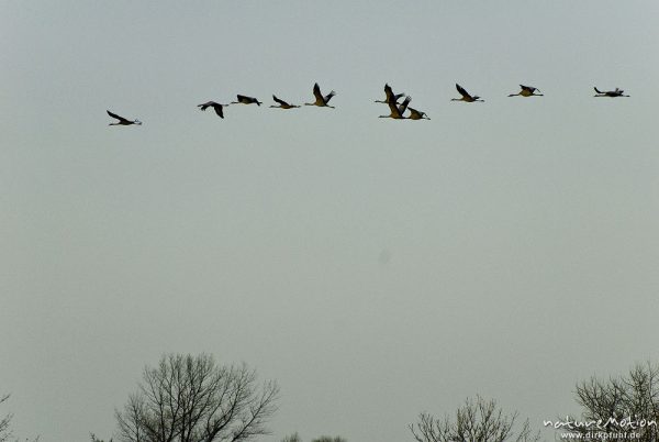 Kranich, Grauer Kranich, Grus grus, Kraniche  (Gruidae), Trupp von 10 bis 20 Tieren fliegt ab zum Schlafplatz, wild and controlled, Groß Mohrdorf, Deutschland