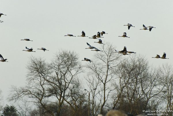 Kranich, Grauer Kranich, Grus grus, Kraniche  (Gruidae), Trupp von 10 bis 20 Tieren fliegt ab zum Schlafplatz, wild and controlled, Groß Mohrdorf, Deutschland