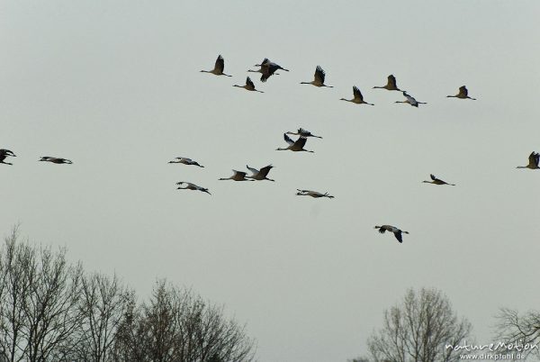 Kranich, Grauer Kranich, Grus grus, Kraniche  (Gruidae), Trupp von 10 bis 20 Tieren fliegt ab zum Schlafplatz, wild and controlled, Groß Mohrdorf, Deutschland