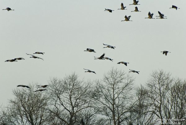 Kranich, Grauer Kranich, Grus grus, Kraniche  (Gruidae), Trupp von 10 bis 20 Tieren fliegt ab zum Schlafplatz, wild and controlled, Groß Mohrdorf, Deutschland