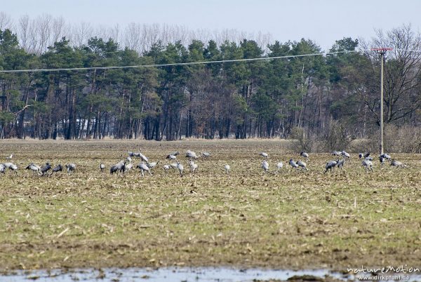 Kranich, Grauer Kranich, Grus grus, Kraniche  (Gruidae), Gruppe von mehreren Dutzend Tieren beim äsen auf Acker, Neuenpleen, Groß Mohrdorf, Deutschland