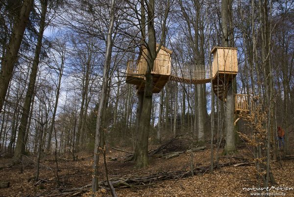 Baumhäuser, Baumhotel im Buchenwald, Erlebniswald Solling, Neuhaus, Deutschland