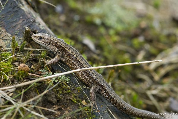 Zauneidechse, Lacerta agilis, Lacertidae, Tier beim Sonnenbad zwischen bemoostem Totholz, A nature document - not arranged nor manipulated, Neuhaus, Deutschland