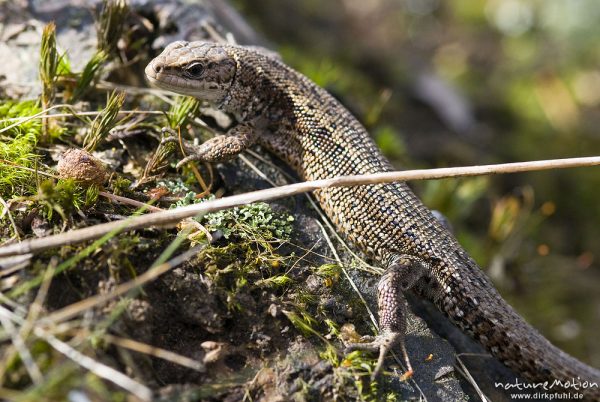 Zauneidechse, Lacerta agilis, Lacertidae, Tier beim Sonnenbad zwischen bemoostem Totholz, A nature document - not arranged nor manipulated, Neuhaus, Deutschland