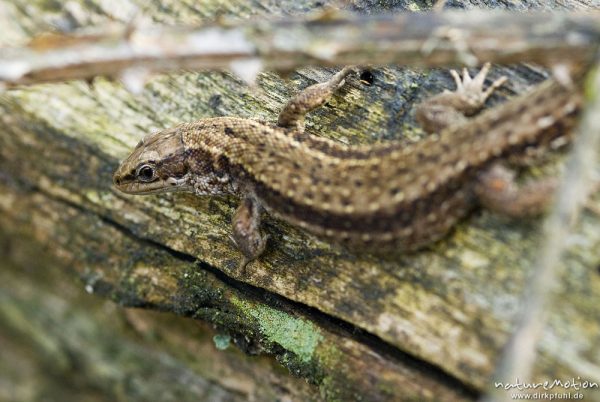 Zauneidechse, Lacerta agilis, Lacertidae, Tier beim Sonnenbad zwischen bemoostem Totholz, A nature document - not arranged nor manipulated, Neuhaus, Deutschland