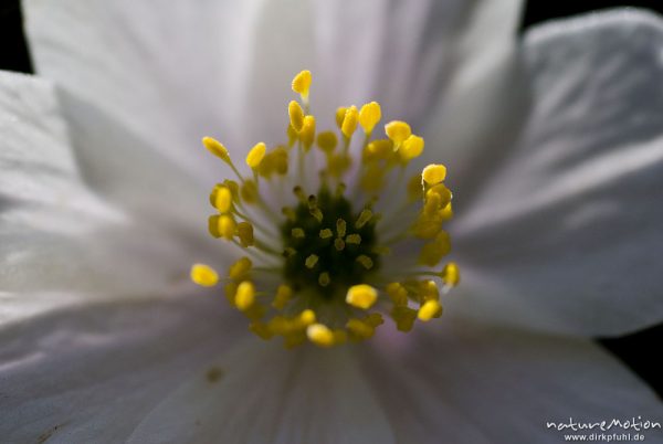 Buschwindröschen, Anemone nemorosa, Ranunculaceae, Staubblätter, Göttinger Wald, Göttingen, Deutschland