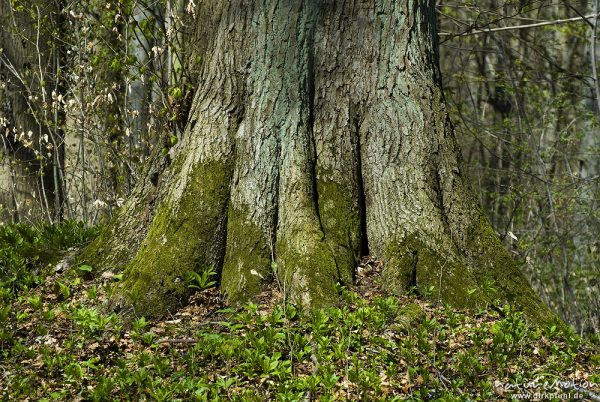 Traubeneiche, Quercus petraea, Fagaceae, Stammbasis mit Wurzelansatz, moosbewachsen, Göttinger Wald, Göttingen, Deutschland