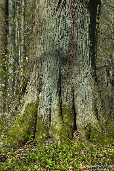 Traubeneiche, Quercus petraea, Fagaceae, Stammbasis mit Wurzelansatz, moosbewachsen, Göttinger Wald, Göttingen, Deutschland