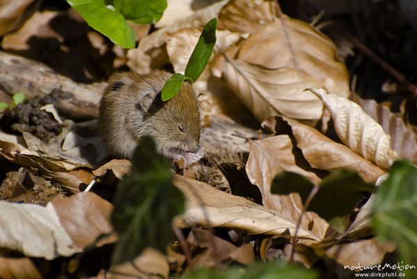 Waldmaus, Apodemus sylvaticus, Muridae, Tier zwischen Laubstreu am Waldboden, beim fressen, Göttinger Wald, A nature document - not arranged nor manipulated, Göttingen, Deutschland