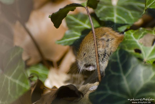 Waldmaus, Apodemus sylvaticus, Muridae, Tier zwischen Laubstreu am Waldboden, beim fressen, Göttinger Wald, A nature document - not arranged nor manipulated, Göttingen, Deutschland