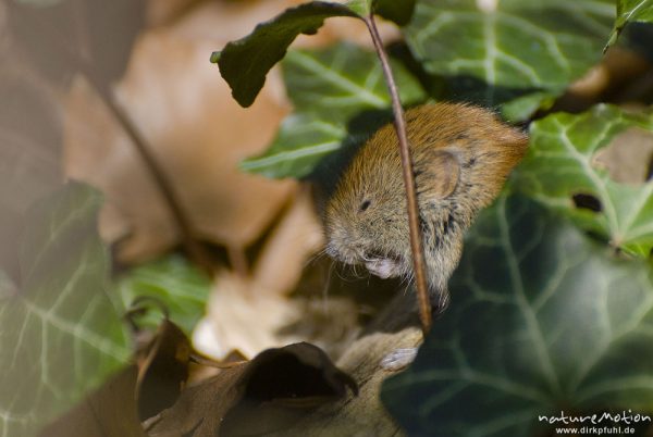 Waldmaus, Apodemus sylvaticus, Muridae, Tier zwischen Laubstreu am Waldboden, beim fressen, Göttinger Wald, A nature document - not arranged nor manipulated, Göttingen, Deutschland