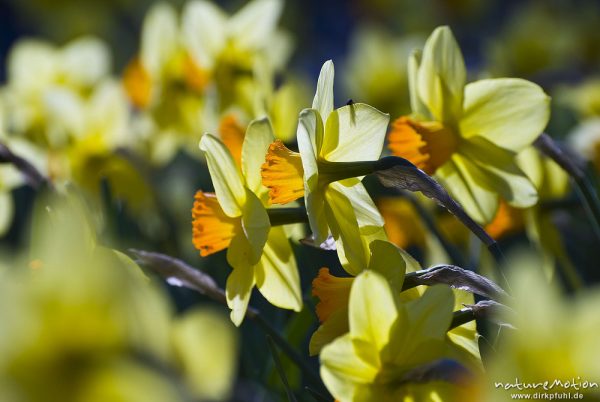 Gelbe Narzisse, Osterglocke, Narcissus pseudonarcissus, Amaryllidaceae, Blüten, Beet in Parkanlage, Bad Sooden-Allendorf, Deutschland