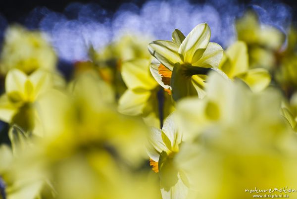Gelbe Narzisse, Osterglocke, Narcissus pseudonarcissus, Amaryllidaceae, Blüten, Beet in Parkanlage, Bad Sooden-Allendorf, Deutschland