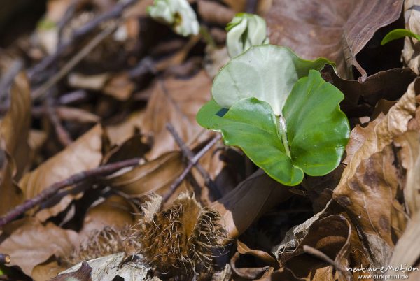 Rot-Buche, Fagus sylvatica, Fagaceae, Keimling, Schößling, Keimblätter, Laubstreu am Waldboden, Göttinger Wald, Göttingen, Deutschland