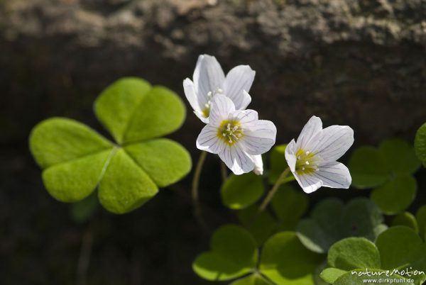 Waldsauerklee, Oxalis acetosella, Oxalidaceae, Blüten und Blätter, Göttinger Wald, Göttingen, Deutschland