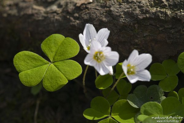 Waldsauerklee, Oxalis acetosella, Oxalidaceae, Blüten und Blätter, Göttinger Wald, Göttingen, Deutschland