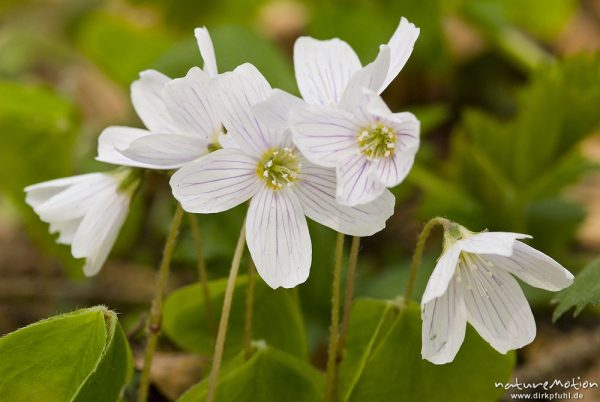 Waldsauerklee, Oxalis acetosella, Oxalidaceae, Blüten und Blätter, Göttinger Wald, Göttingen, Deutschland