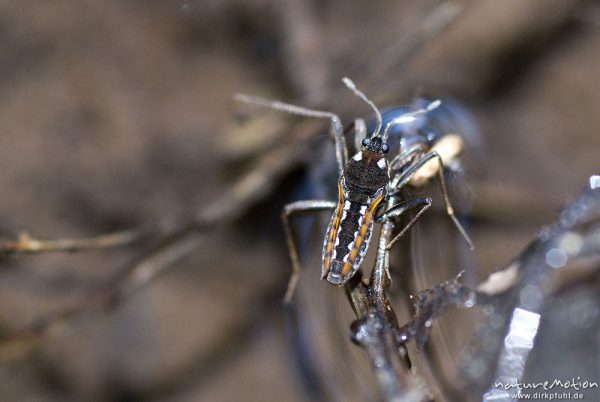 Stoßwassrläufer, Großer Bachläufer, Velia caprai, Bachläufer (Veliidae), an Pflanzenstengel auf Wasseroberfläche, Weisswasserbach, A nature document - not arranged nor manipulated, Ebergötzen bei Göttingen, Deutschland