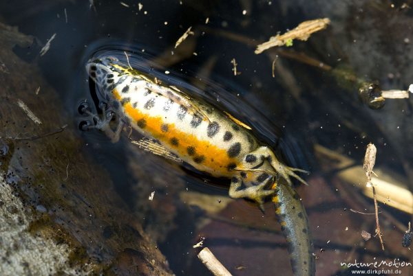 Bergmolch, Triturus alpestris, Echte Salamander (Salamandrinae), Männchen, totes Tier in Wiesentümpel, A nature document - not arranged nor manipulated, Ebergötzen bei Göttingen, Deutschland