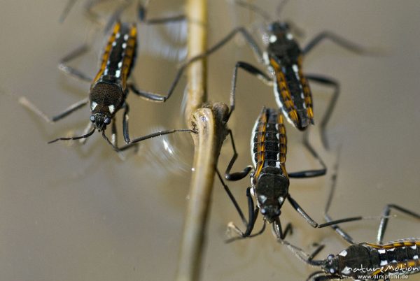 Stoßwassrläufer, Großer Bachläufer, Velia caprai, Bachläufer (Veliidae), an Pflanzenstengel auf Wasseroberfläche, Weisswasserbach, A nature document - not arranged nor manipulated, Ebergötzen bei Göttingen, Deutschland