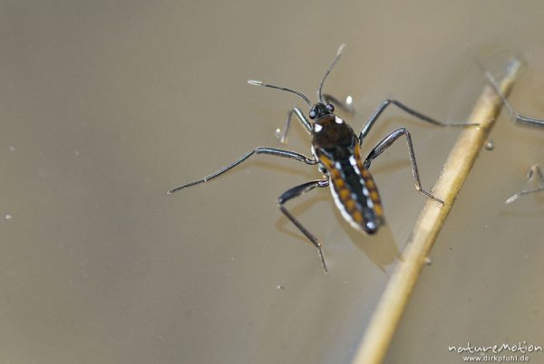 Stoßwassrläufer, Großer Bachläufer, Velia caprai, Bachläufer (Veliidae), an Pflanzenstengel auf Wasseroberfläche, Weisswasserbach, A nature document - not arranged nor manipulated, Ebergötzen bei Göttingen, Deutschland