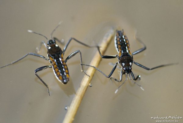 Stoßwassrläufer, Großer Bachläufer, Velia caprai, Bachläufer (Veliidae), an Pflanzenstengel auf Wasseroberfläche, Weisswasserbach, A nature document - not arranged nor manipulated, Ebergötzen bei Göttingen, Deutschland