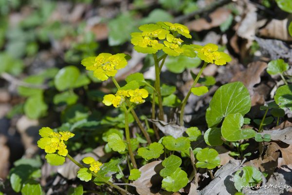 Wechselblättriges Milzkraut, Gold-Milzkraut, Chrysosplenium alternifolium, Steinbrechgewächse (Saxifragaceae), Blüten und Blätter, Weisswasserbach, Ebergötzen bei Göttingen, Deutschland