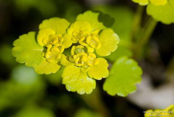 Wechselblättriges Milzkraut, Gold-Milzkraut, Chrysosplenium alternifolium, Steinbrechgewächse (Saxifragaceae), Blüten und Blätter, Weisswasserbach, Ebergötzen bei Göttingen, Deutschland