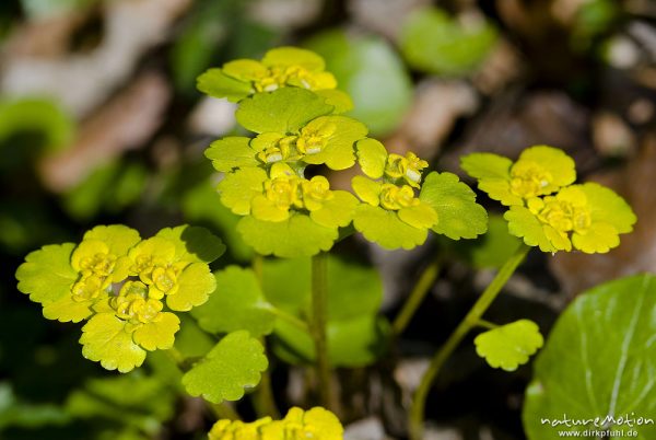 Wechselblättriges Milzkraut, Gold-Milzkraut, Chrysosplenium alternifolium, Steinbrechgewächse (Saxifragaceae), Blüten und Blätter, Weisswasserbach, Ebergötzen bei Göttingen, Deutschland