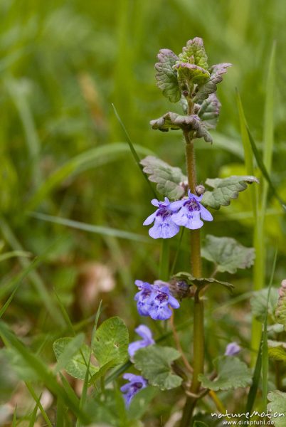 Kriechender Günsel, Ajuga reptans, Lippenblütengewächse (Lamiaceae), ganze Pflanze mit Blüten, Wendershausen bei Witzenhausen, Deutschland