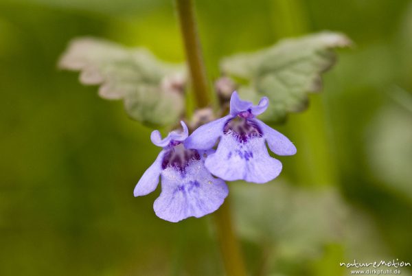 Kriechender Günsel, Ajuga reptans, Lippenblütengewächse (Lamiaceae), Blüten, Wendershausen bei Witzenhausen, Deutschland