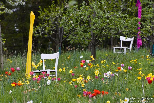 weisse Gartenstühle inmitten einer Tulpenwiese, Kirschplantage, Wendershausen bei Witzenhausen, Deutschland