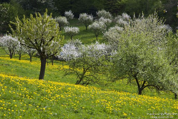 blühende Kirschbäume und Löwenzahn, Wendershausen bei Witzenhausen, Deutschland