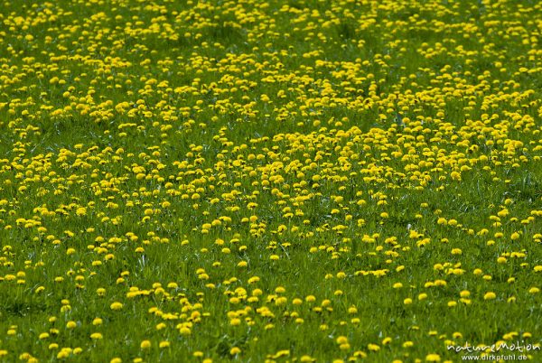 Löwenzahn, Taraxacum officinale, Asteraceae, Wiese mit gelb blühendem Löwenzahn, Wendershausen bei Witzenhausen, Deutschland