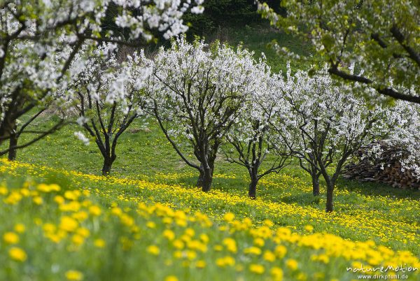 blühende Kirschbäume und Löwenzahn, Schärfe auf Hintergrund Kirschbäume, Wendershausen bei Witzenhausen, Deutschland