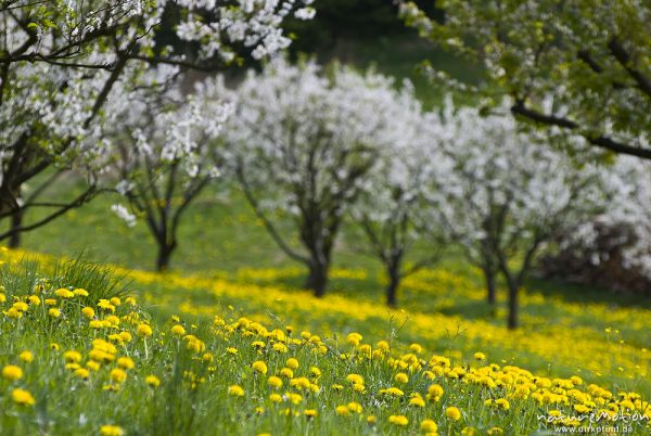 blühende Kirschbäume und Löwenzahn, Schärfe auf Vordergrund Löwenzahnblüten, Wendershausen bei Witzenhausen, Deutschland