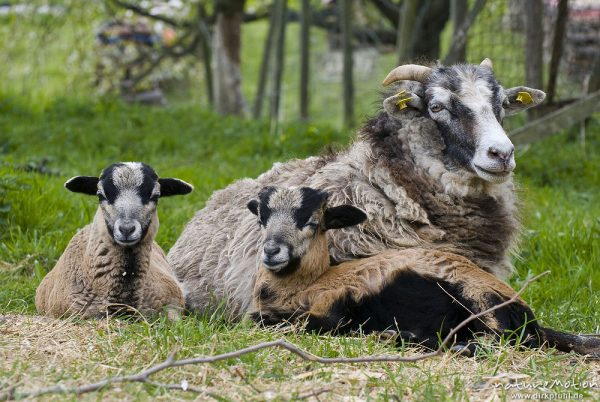 Hausschaf, Ovis gmelini aries, Bovidae, zwei Lämmer liegen im Gras mit ihrem Muttertier, Wendershausen bei Witzenhausen, Deutschland