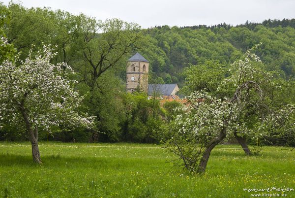 Kirche und blühende Obstbäume, Nicolaikirche, Werratal, Creuzburg, Deutschland