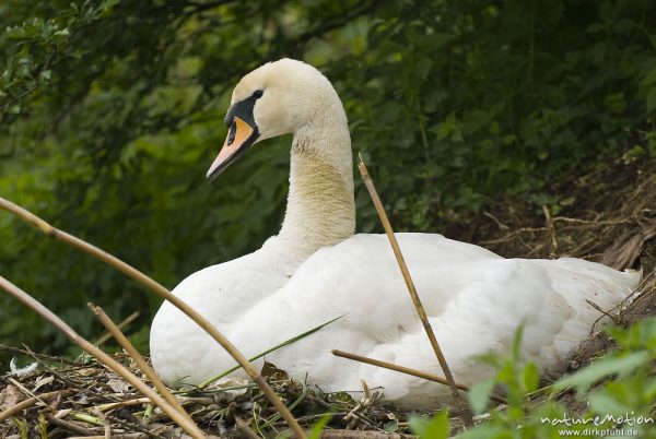 Höckerschwan, Cygnus olor, Entenvögel (Anatidae), Weibchen beim brüten auf Nest, Werra, A nature document - not arranged nor manipulated

Hinweis: Dieses Nest befand sich in 2 m (!) Entfernung von einer befestigten Einsatzstelle für Wasserwanderer. Das Schwanenpaar ließ sich nicht von den in direkter Nähe befindlichen Menschen stören, den Fotografen eingeschlossen., Probstei Zella, Deutschland